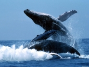 Киты: фото китов. Грандиозные и красивые фотографии китов.